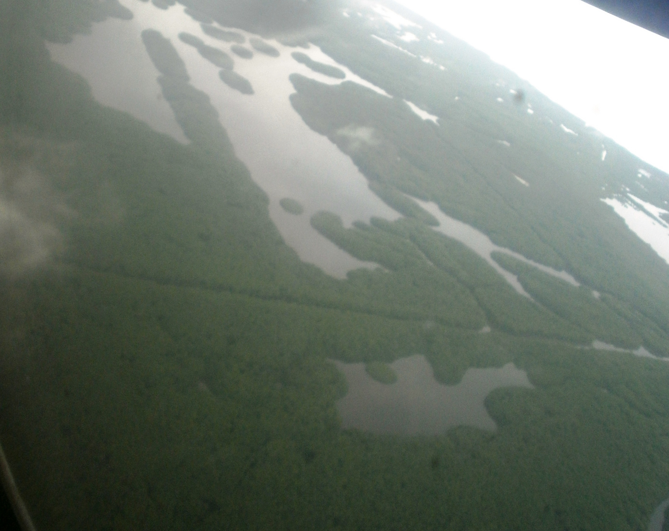 Caroni swamp trinidad