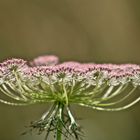 ... carotte sauvage - rosé !!!...