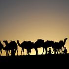 Carovane al tramonto