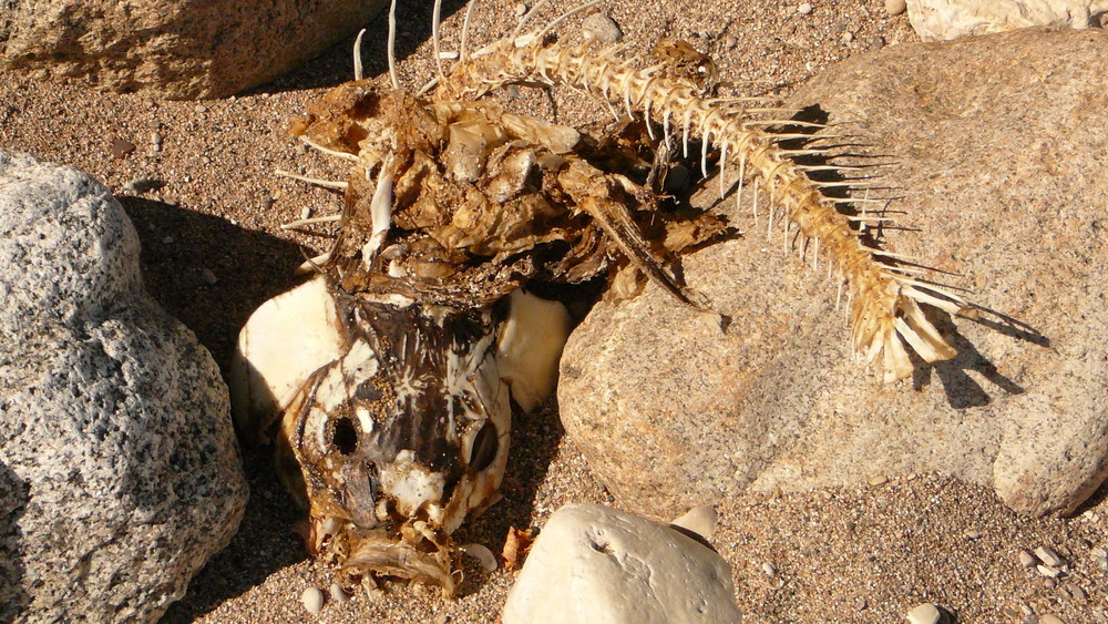 carp on beach