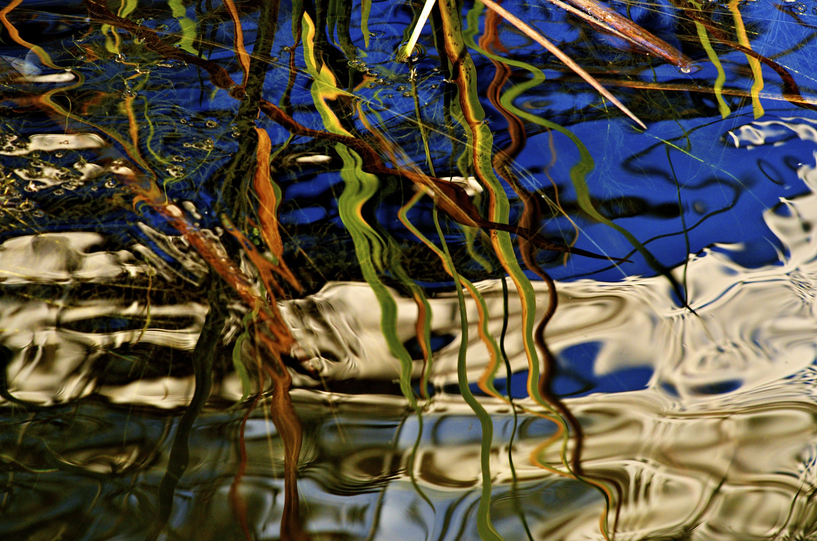 Carp pond at Kibble Palace, Glasgow