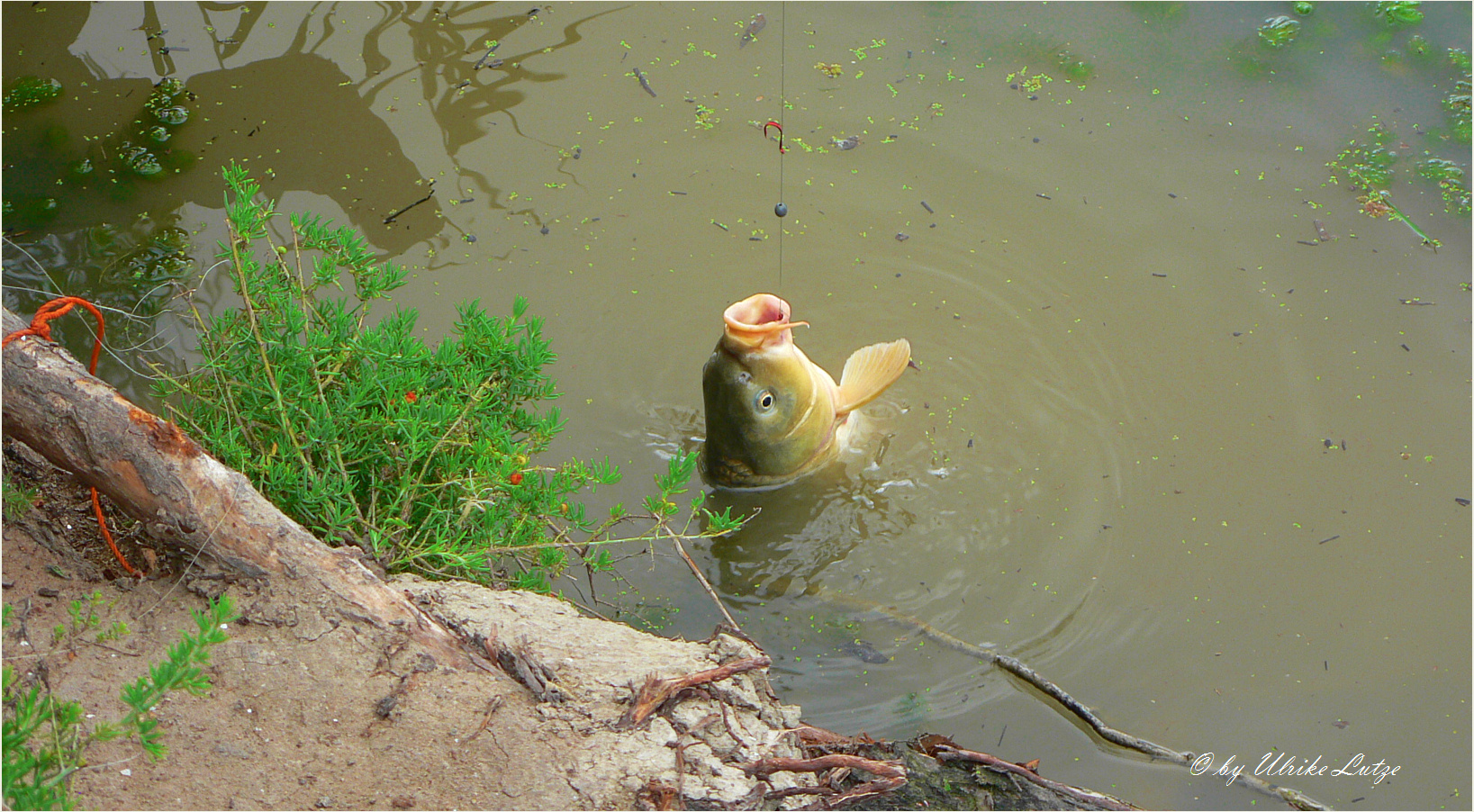 ** Carp the Pest of the Murray River **