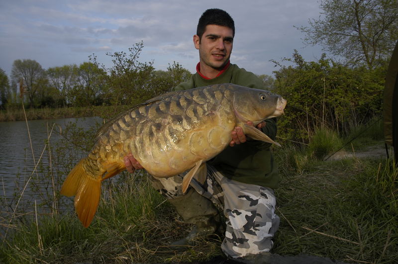 Carpa full scallet