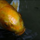 carpa koi