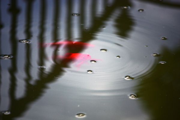 carpas bajo la barandilla