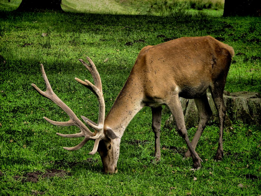 Carpathian deer