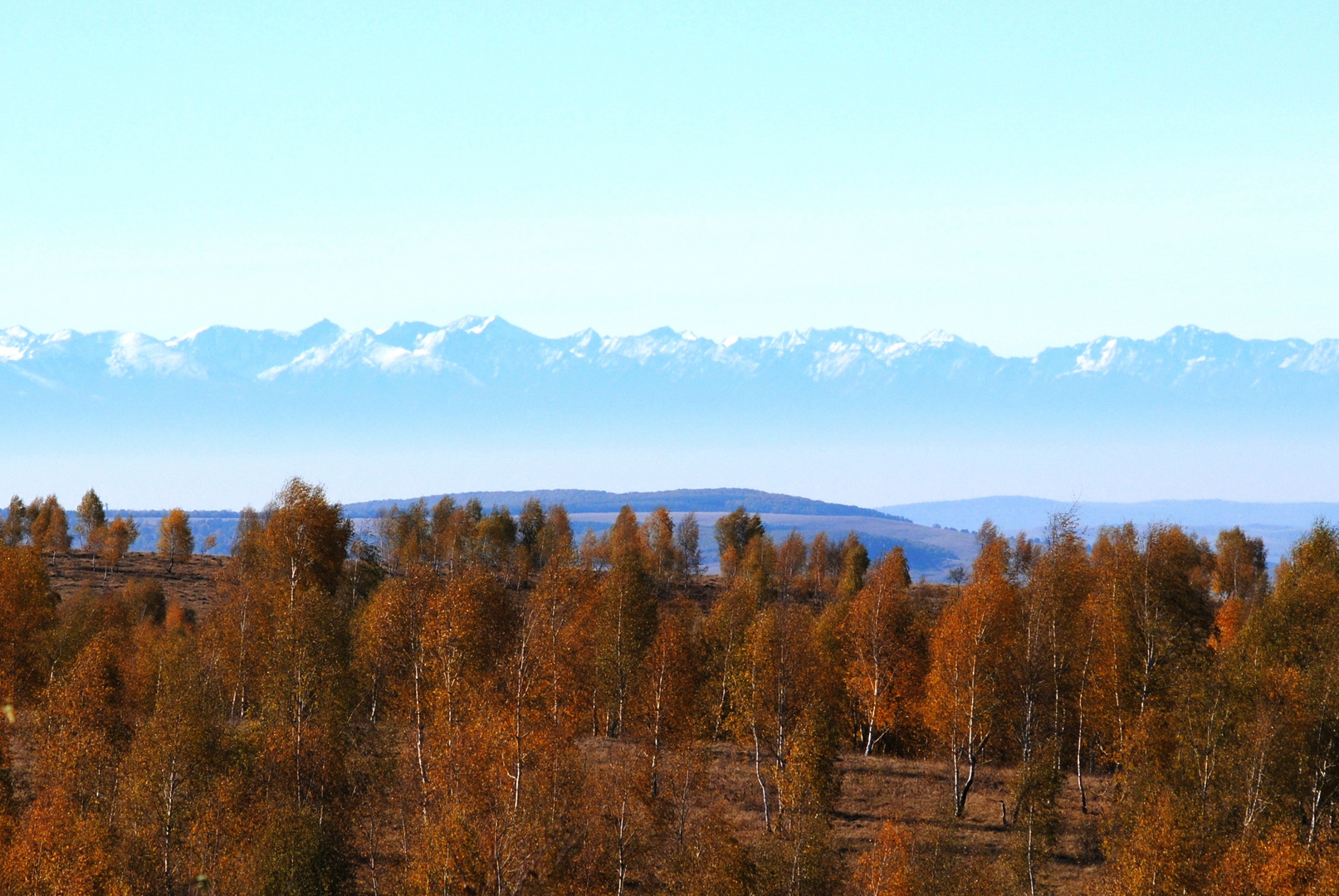 Carpatian forest