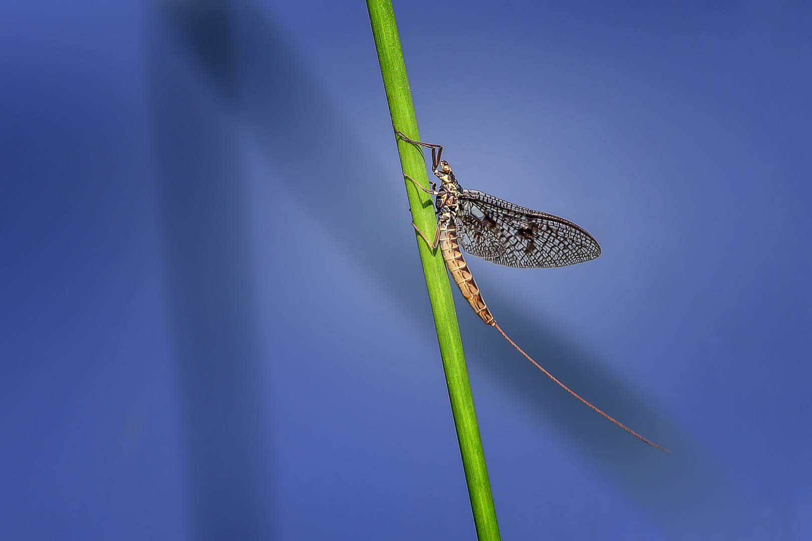 Carpe diem Foto & Bild tiere, wildlife, insekten Bilder auf