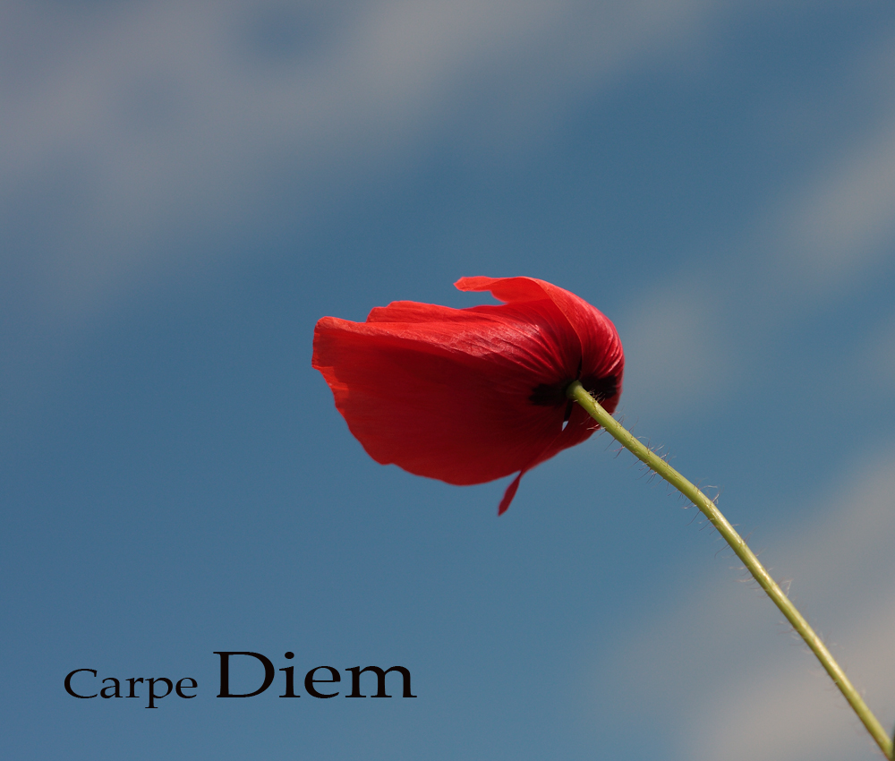 Carpe Diem