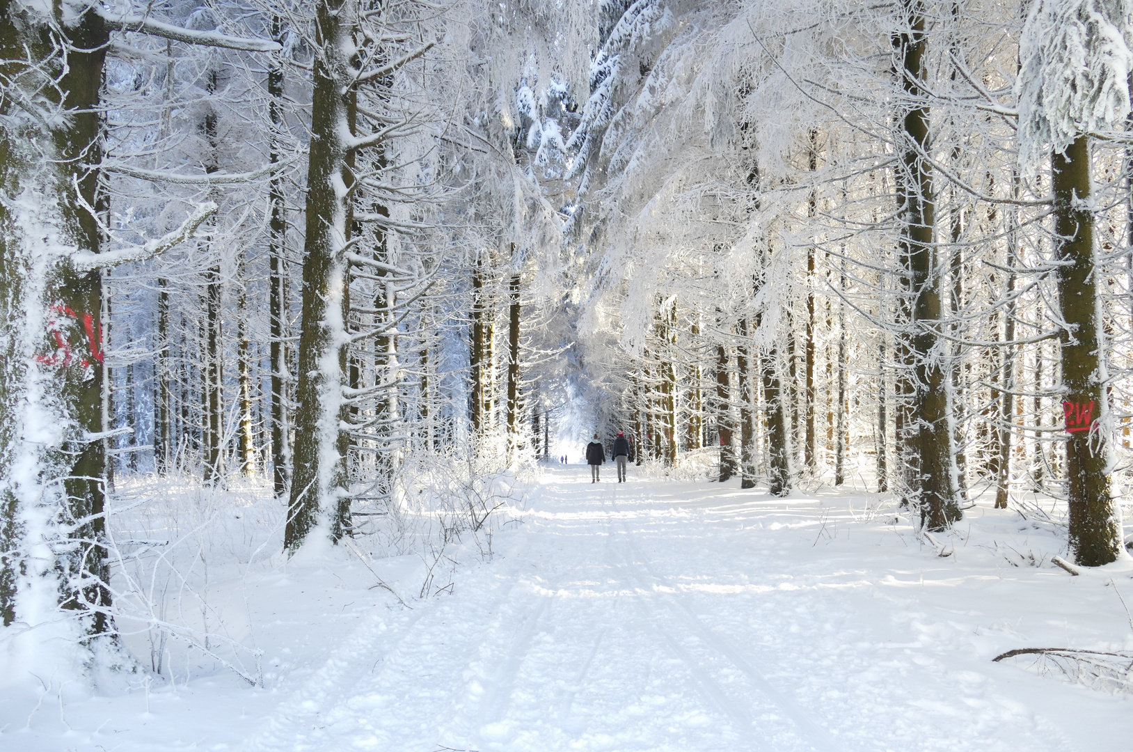 ...Carpe Diem im Winterwald...