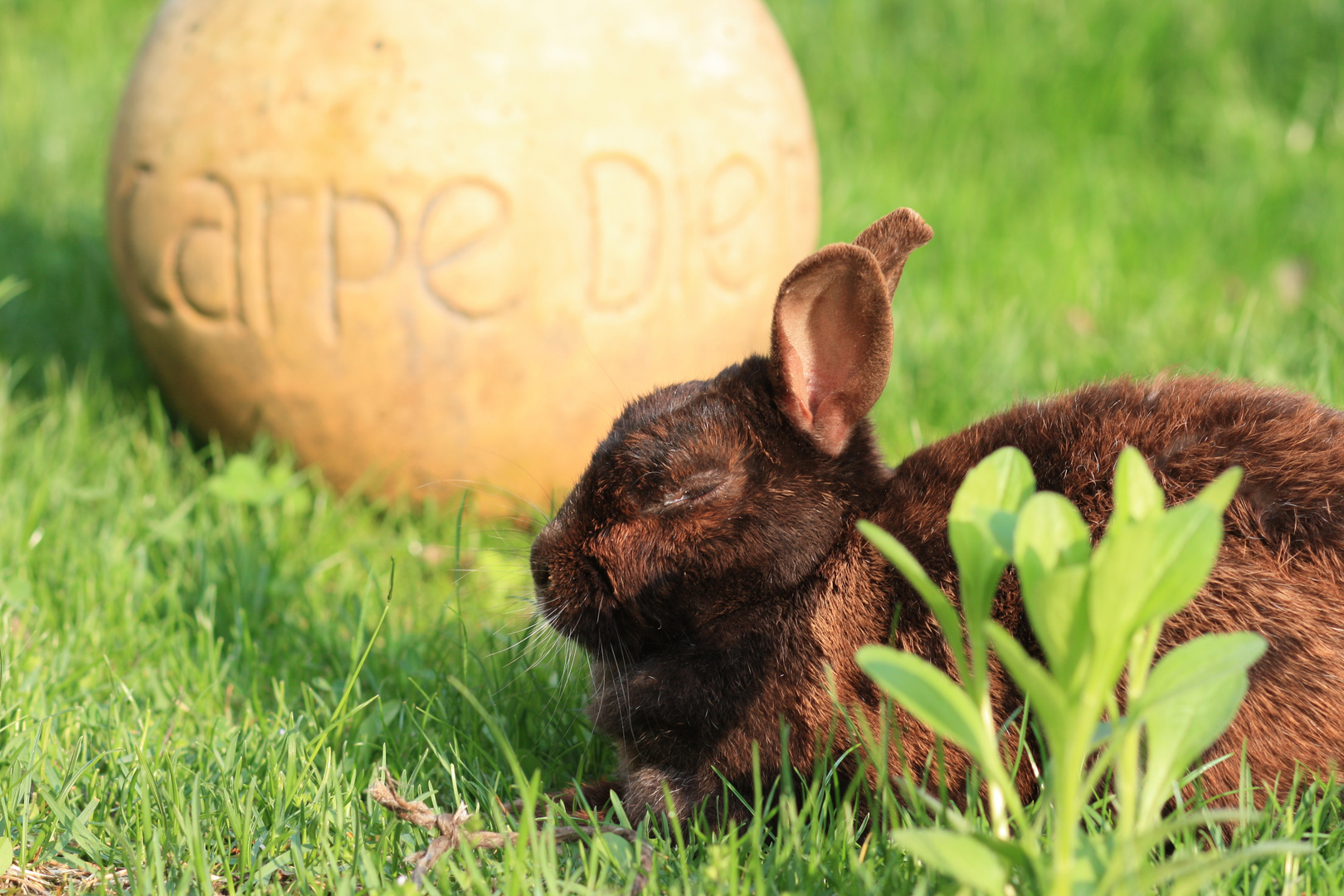 Carpe diem, lepus vetus! - Pflücke den Tag, alter Hase!