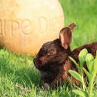 Carpe diem, lepus vetus! - Pflücke den Tag, alter Hase!