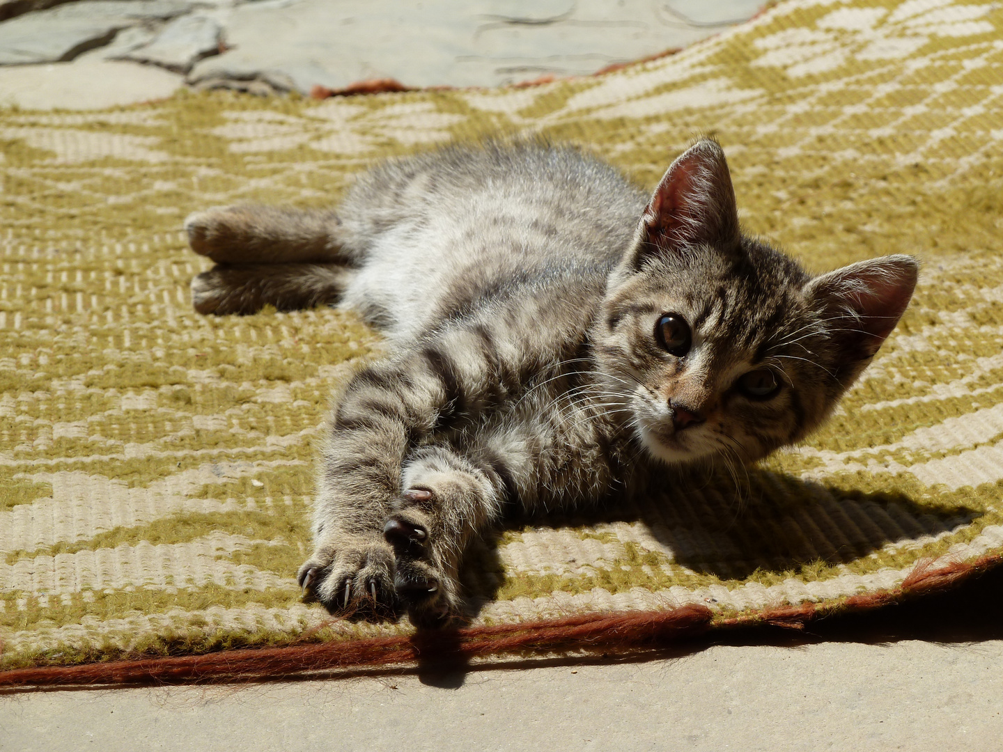 Carpet cat Foto & Bild tiere, haustiere, katzen Bilder auf