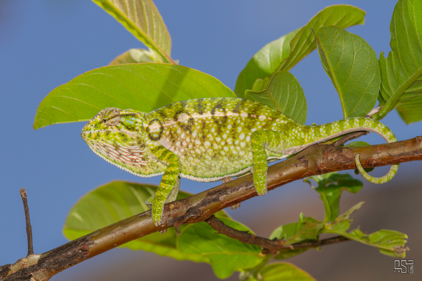 Carpet Chameleon