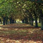 Carpet of Leaves