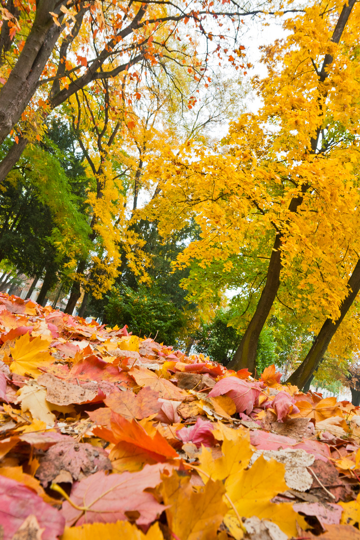 Carpet of Leaves