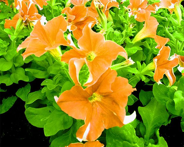 Carpet of Orange Flowers