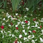 carpet of petals