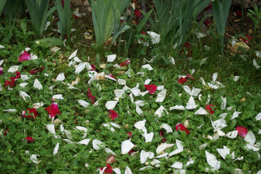 carpet of petals