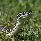 Carpet Python can't find hide out in winter