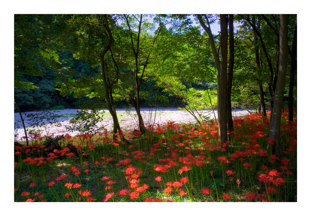 Carpeting flowers