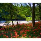 Carpeting flowers