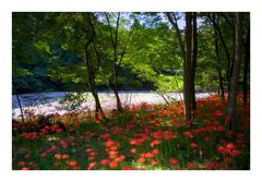 Carpeting flowers