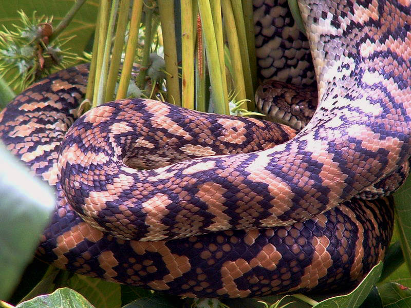 Carpetsnake