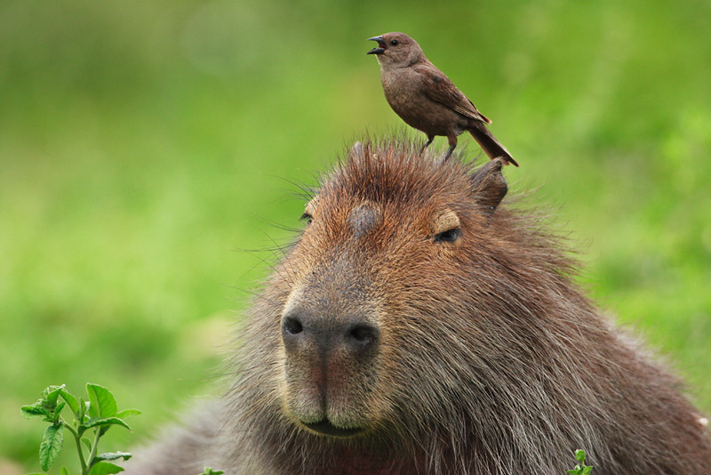 Carpincho...mit Vogel