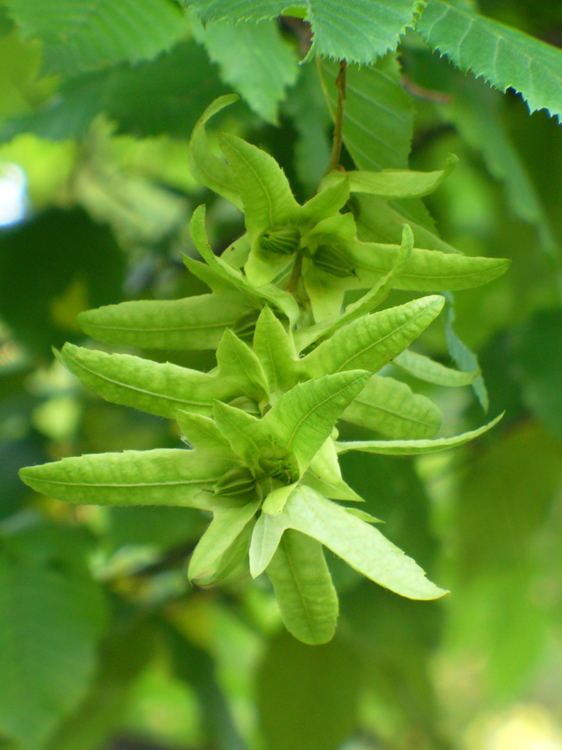 carpine in fiore