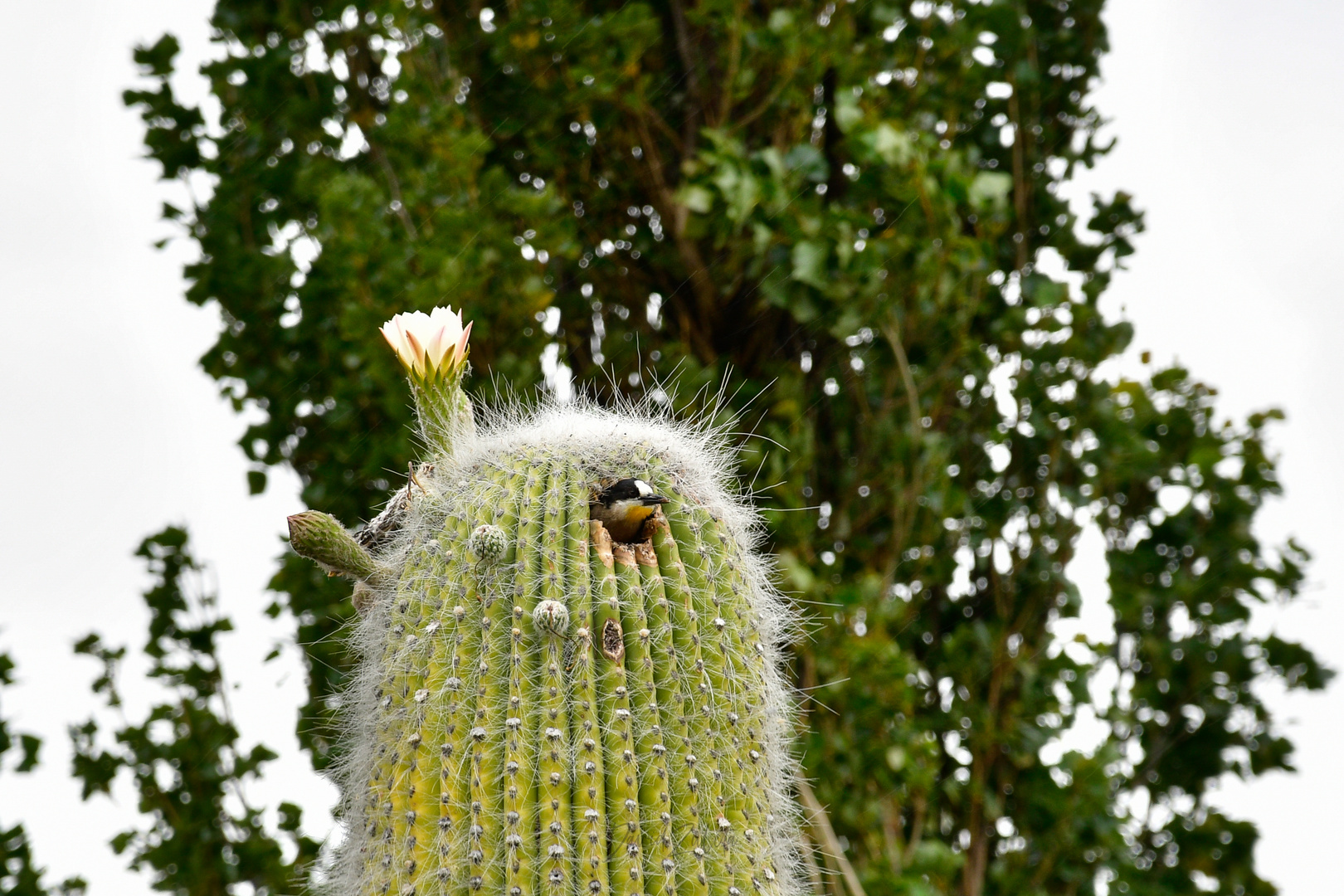 Carpintero del Cardonal