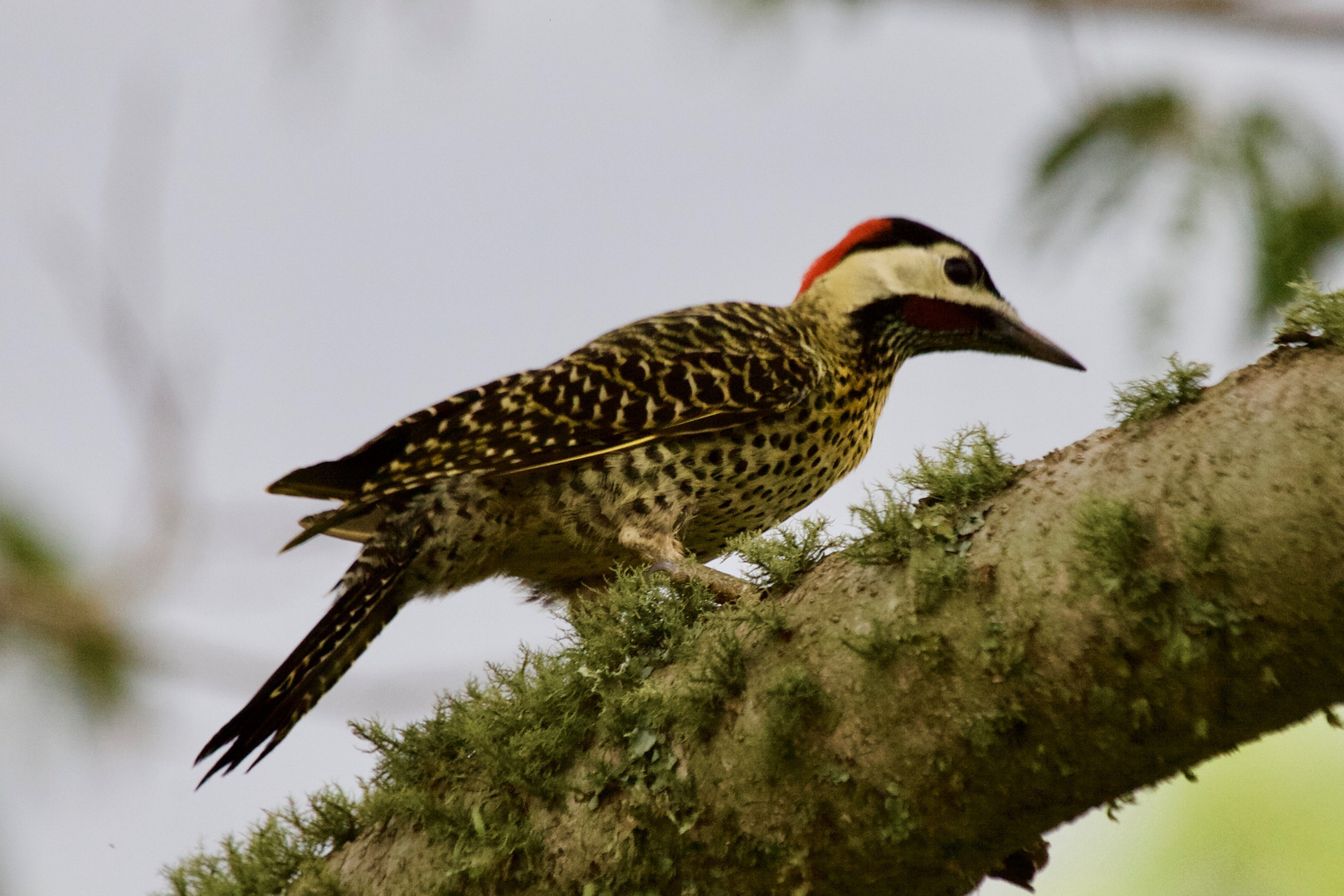 Carpintero Real -  (Green-barred Woodpecker)