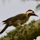 Carpintero Real -  (Green-barred Woodpecker)