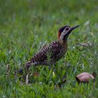 Carpintero Real - (Green-barred Woodpecker)