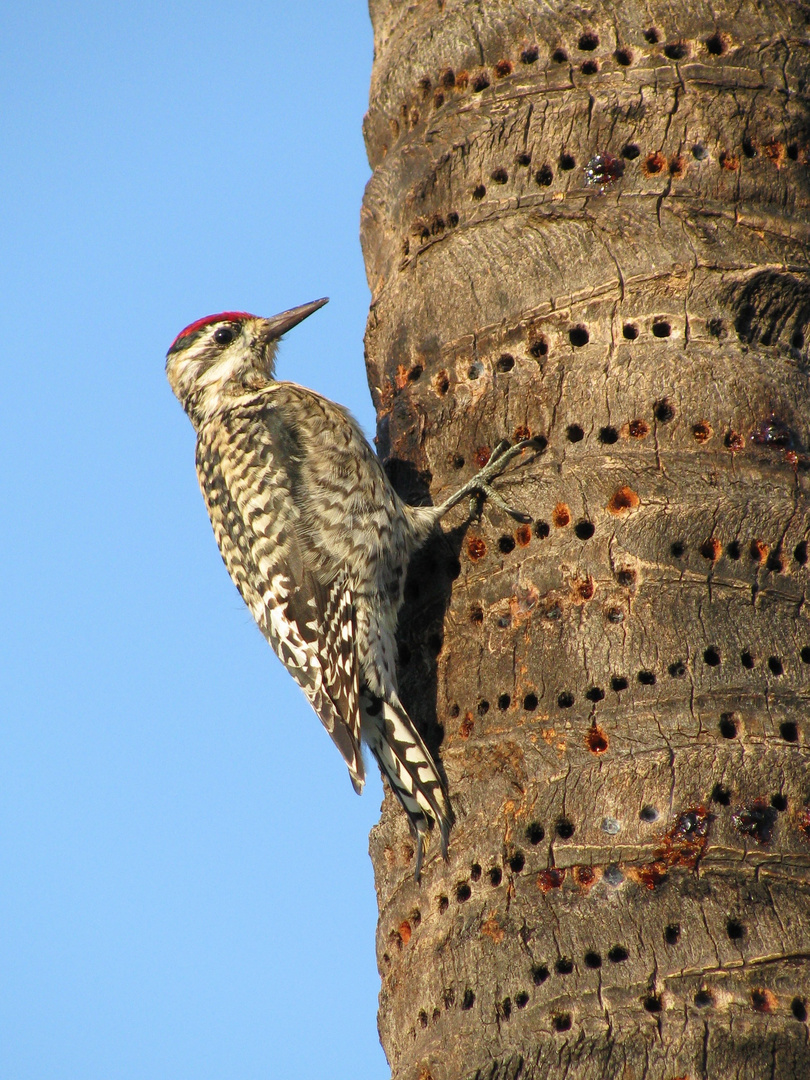 carpintero y palmera