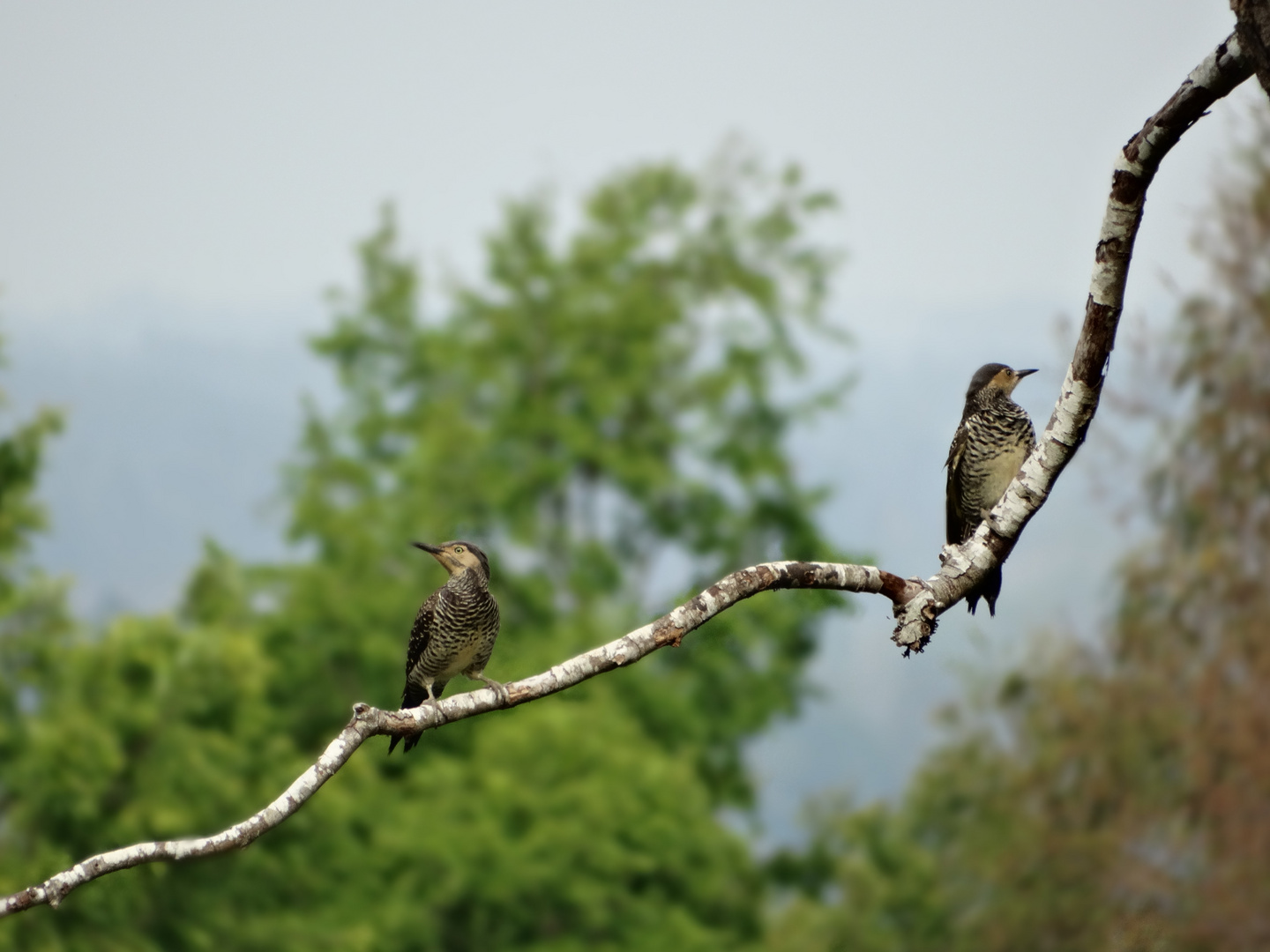 Carpinteros de primavera