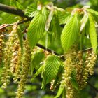 Carpinus betulus