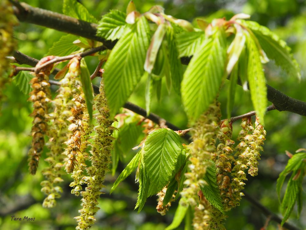 Carpinus betulus