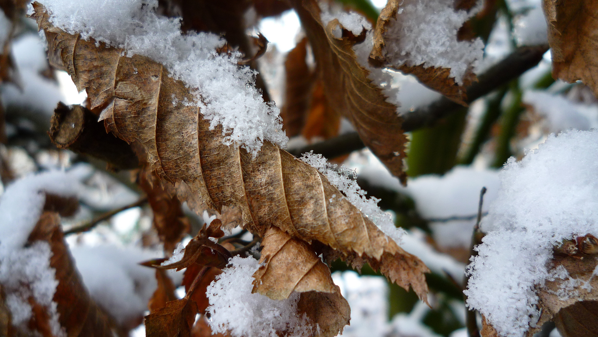 Carpinus betulus