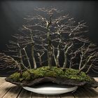 Carpinus Betulus Forest - Bonsai 