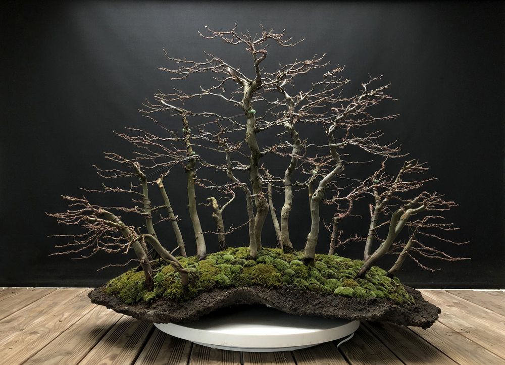 Carpinus Betulus Forest - Bonsai 