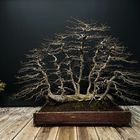 Carpinus Betulus - Raft Style Bonsai