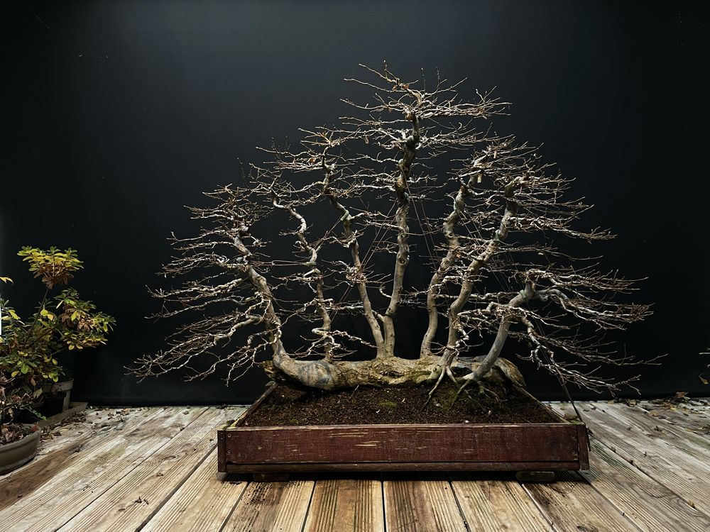 Carpinus Betulus - Raft Style Bonsai