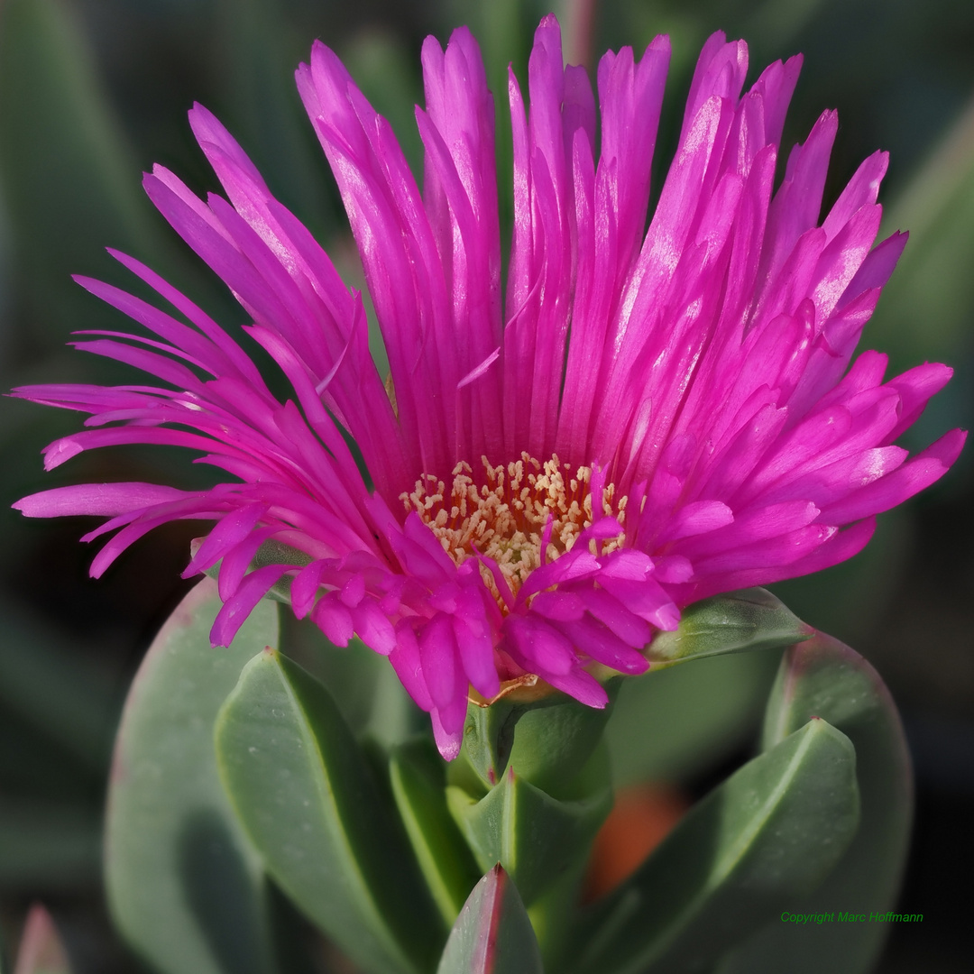 Carpobrotus_acinaciformis