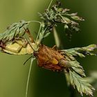 Carpocoris bei der Eiablage