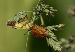 Carpocoris bei der Eiablage