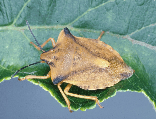 Carpocoris fuscispinus, 11 bis 14 mm lang