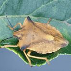 Carpocoris fuscispinus, 11 bis 14 mm lang