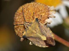 CARPOCORIS FUSCISPINUS (2)