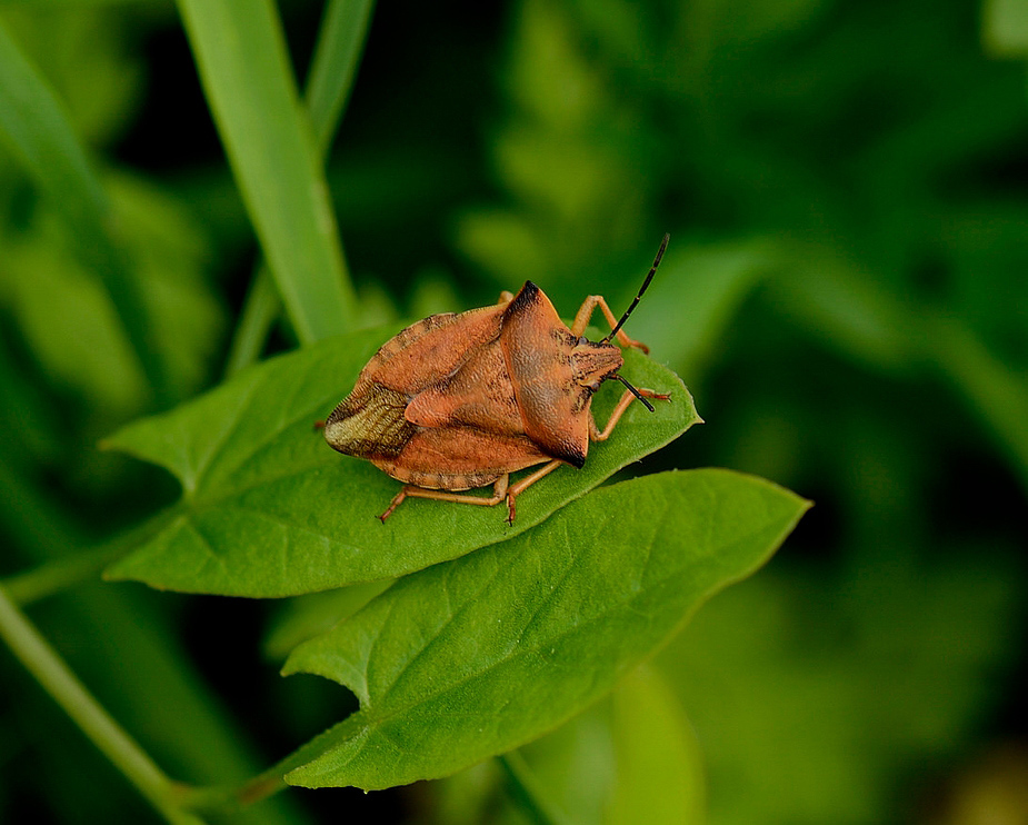 Carpocoris fuscispinus